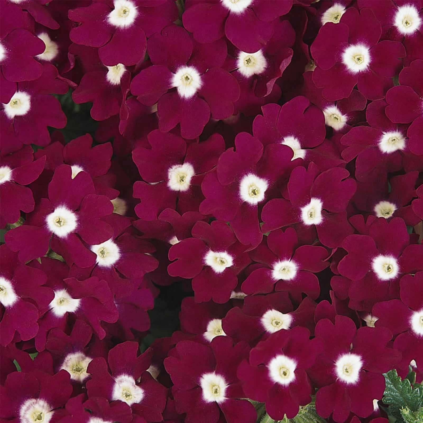 Verbena Flower Garden Seeds - Quartz XP Series - Burgundy Eye - 1000 Seeds - Annual Flower Gardening Seeds