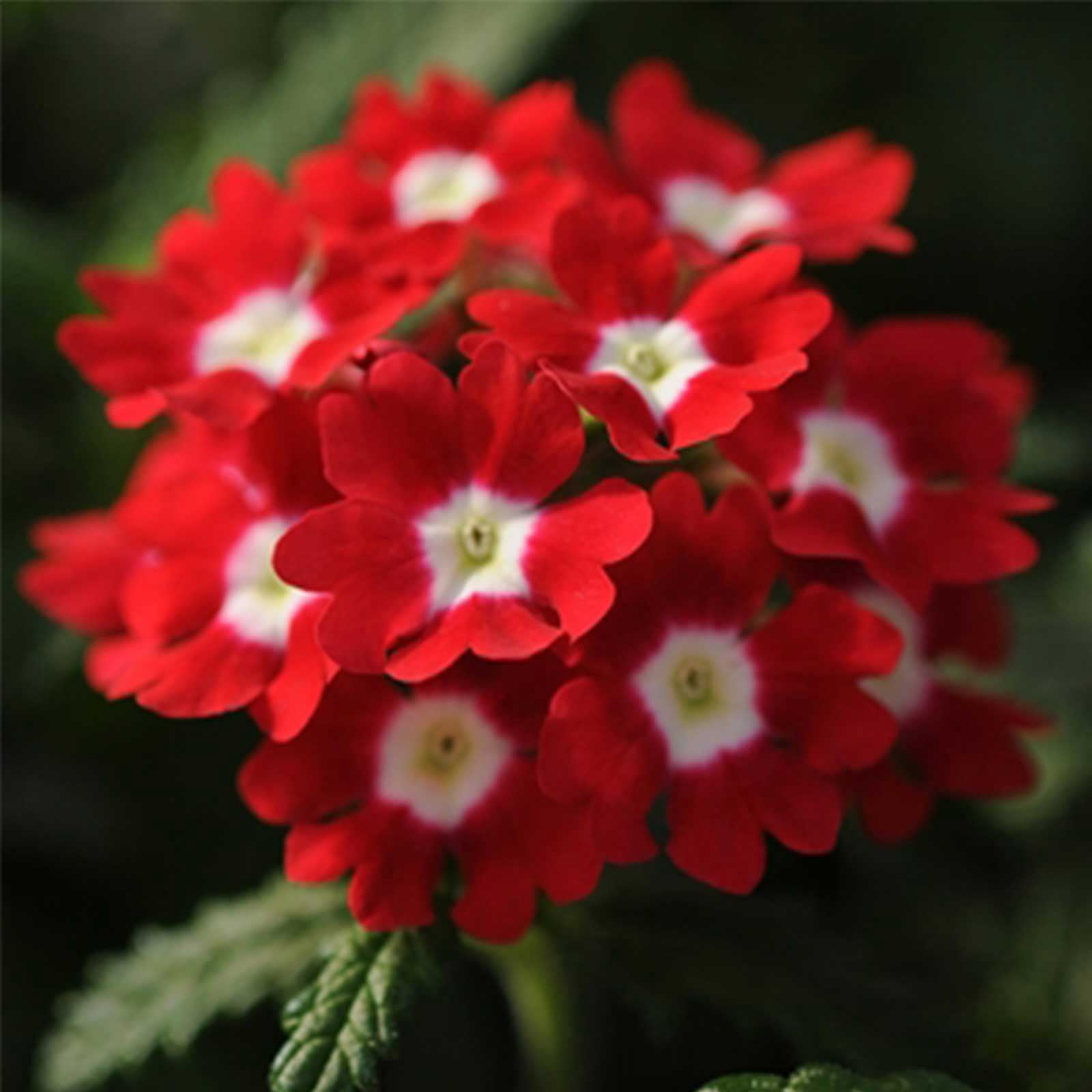 Verbena Flower Garden Seeds - Quartz XP Series - Red with Eye - 1000 Seeds - Annual Flower Gardening Seeds
