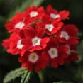 thumbnail image 1 of Verbena Flower Garden Seeds - Quartz XP Series - Red with Eye - 1000 Seeds - Annual Flower Gardening Seeds, 1 of 2