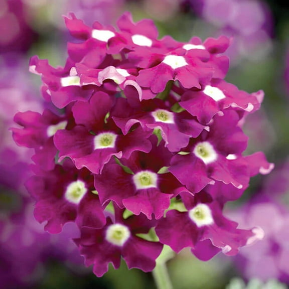 Verbena Obsession Cascade Purple Shades w/Eye Seed