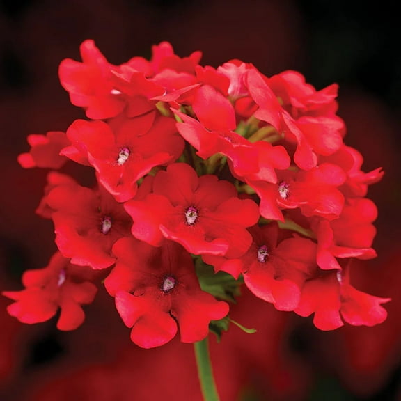 Verbena Obsession Cascade Scarlet Seed