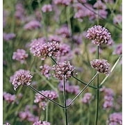 Verbena Purpletop Vervain Seeds - Brazilian Verbena Garden Flowers Attractive to Bees, Butterflies, Song Birds - Seed Pack of 250