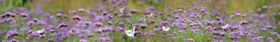 Verbena Scape Canvas Art - Cora Niele (12 x 36)