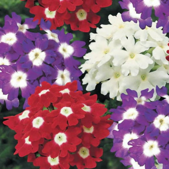 Verbena Seeds - Obsession Spirit Mix Variety Verbena Seed - Non-GMO - Untreated Seeds - 50 Seeds