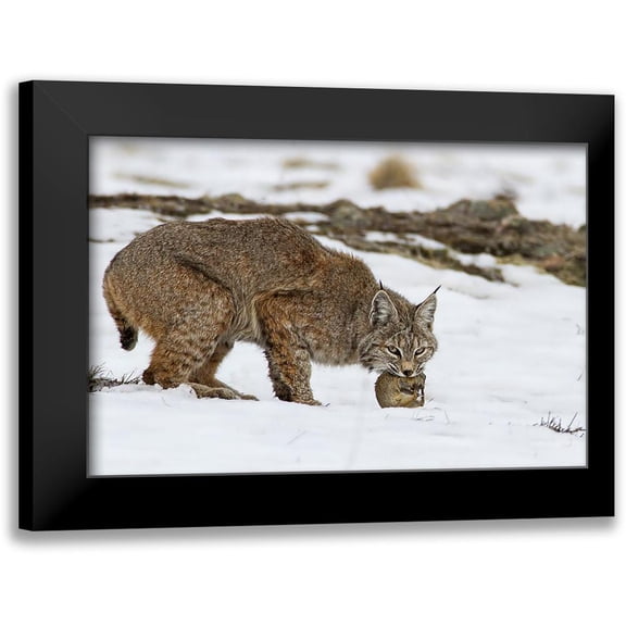 Verdon 18x13 Black Modern Framed Museum Art Print Titled - Bob The Cat