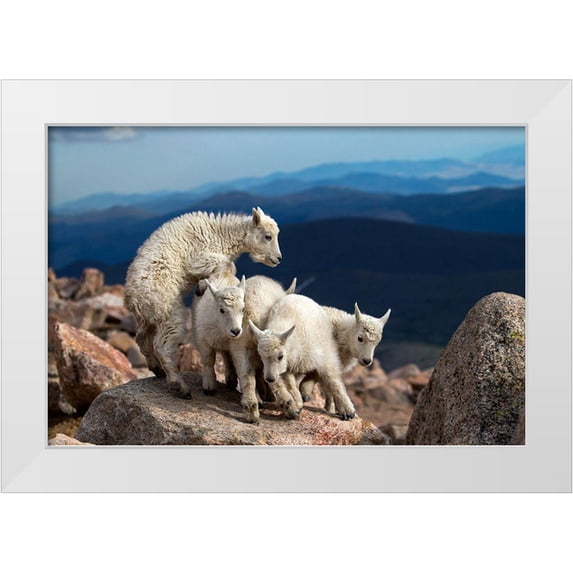 Verdon 32x23 White Modern Wood Framed Museum Art Print Titled - Baby Goats At Play