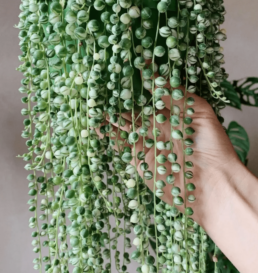 buy lucky bamboo plant Live Lucky Bamboo 10” Heart Shape Bamboo Plant – Houseplants New York LLC main image 1