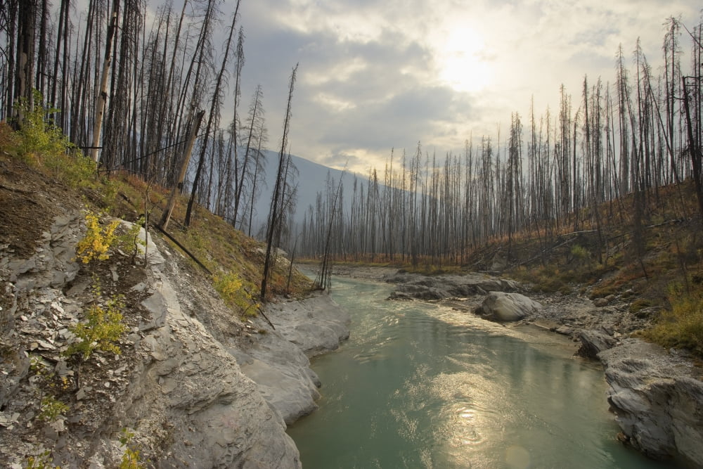 Vermilion River Kootenay National Park British Columbia Canvas Art - Darwin Wiggett Design Pics (17 x 11)
