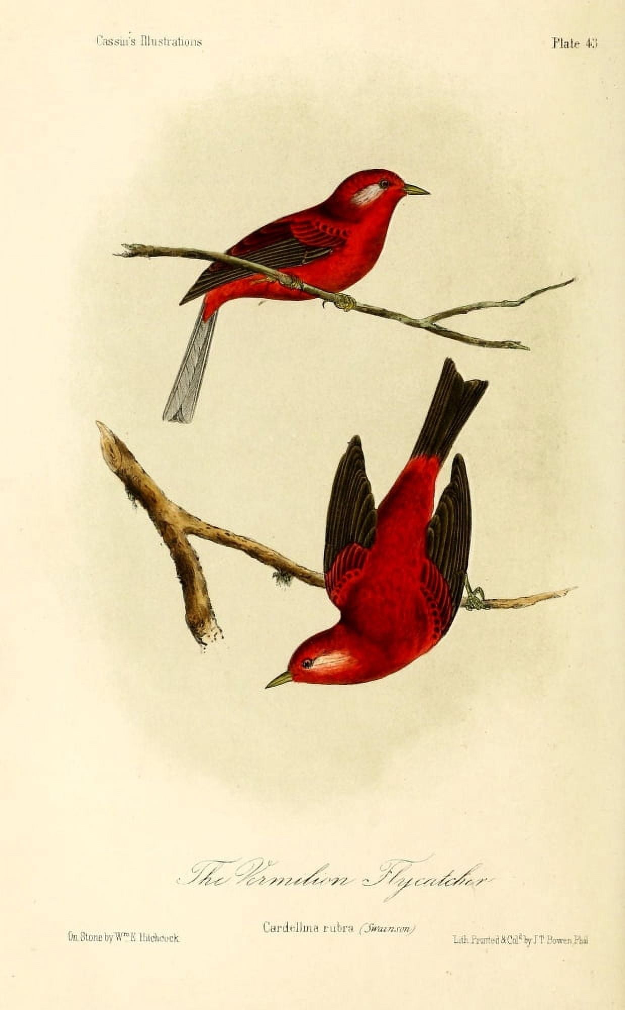 Vermillion Flycatcher Canvas Art - WE Hitchcock (18 x 24)