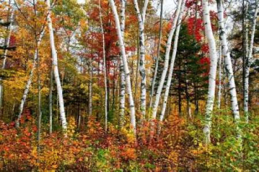 Vermont Birches Canvas Art - Larry Malvin (12 x 18)