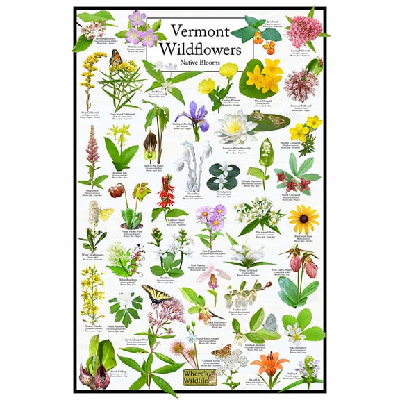 Vermont Wildflowers – Natives Blooms Poster – Vermont Flower Identification Chart
