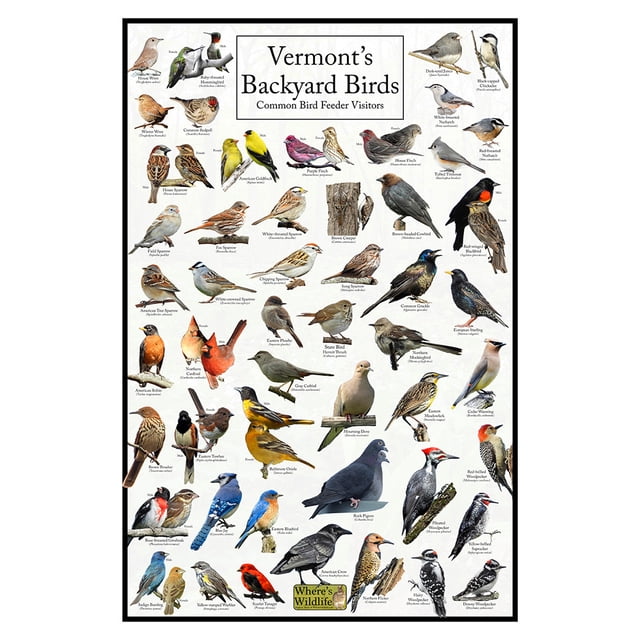 Vermont's Backyard Birds Poster - Vermont Bird Chart Highlighting Birds ...