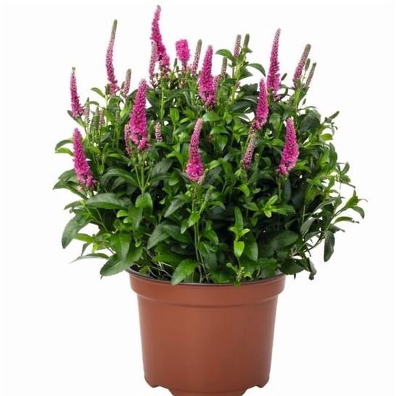 Veronica 'Candela Hot Pink'Compact PerennialAttracts Pollinators 1 Gallon