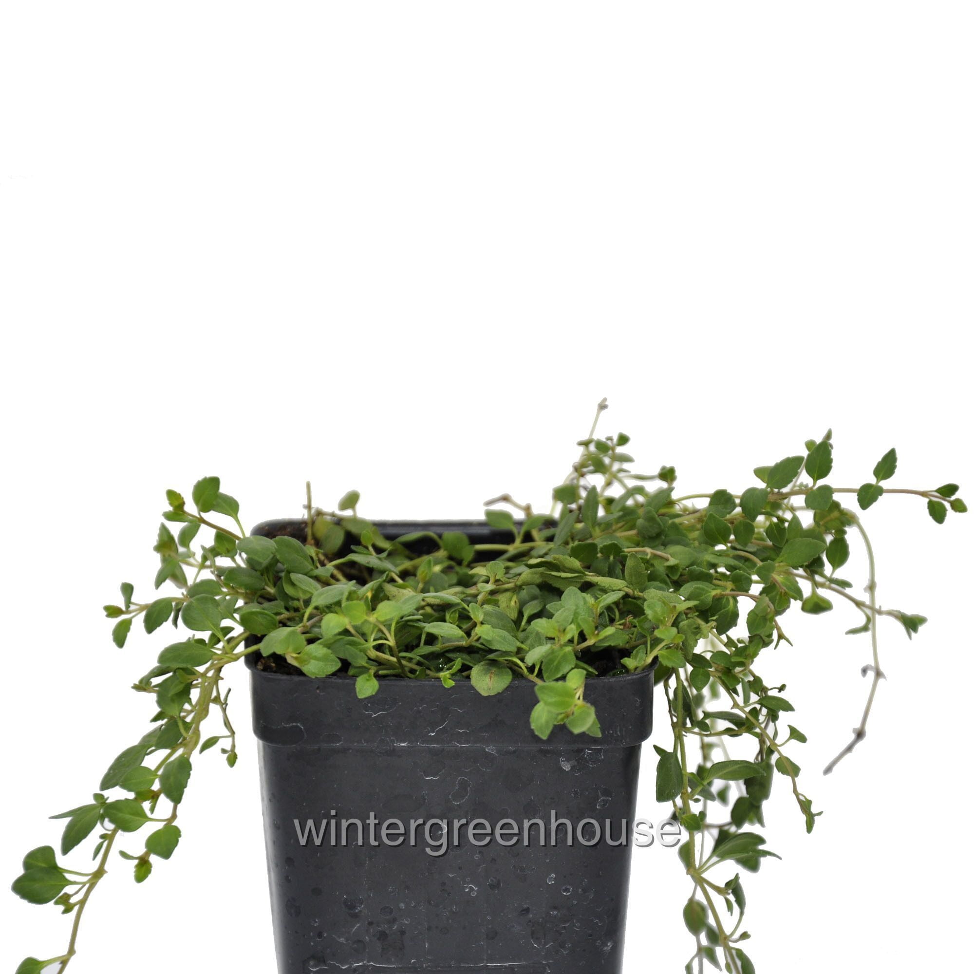 Veronica Oltensis, Creeping Thyme Leaf Speedwell Ground Cover Pot