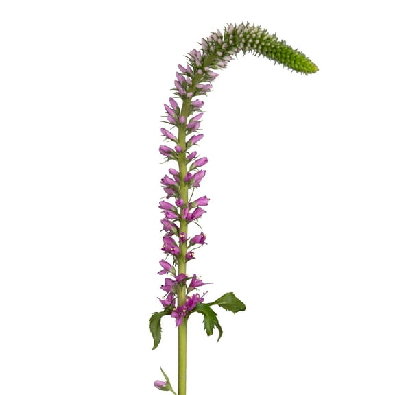 Veronica Skyler Pink - Fresh Cut - 200 Stems