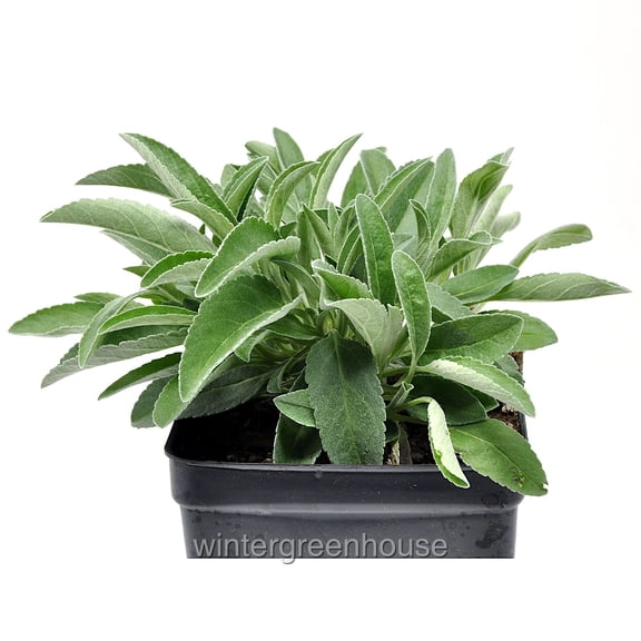 Veronica incana, Pure Silver, Speedwell - Pot Size: 4.5in - Flowers