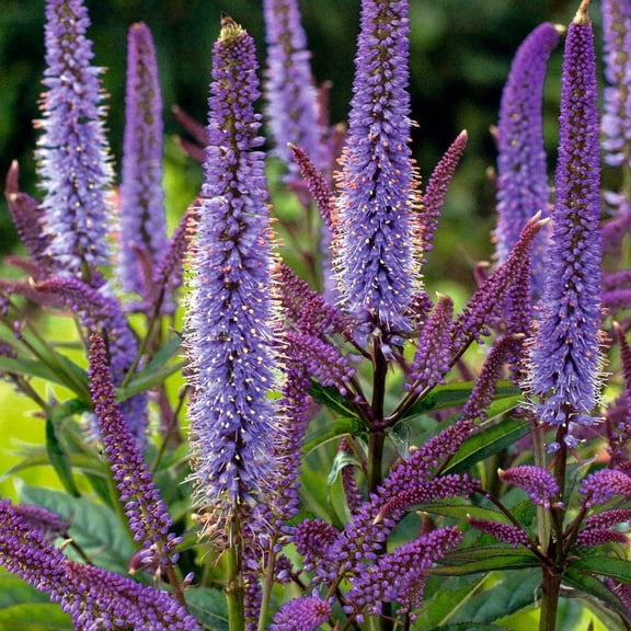Veronicastrum virginicumCulver's RootAttracts Pollinators 1 Gallon
