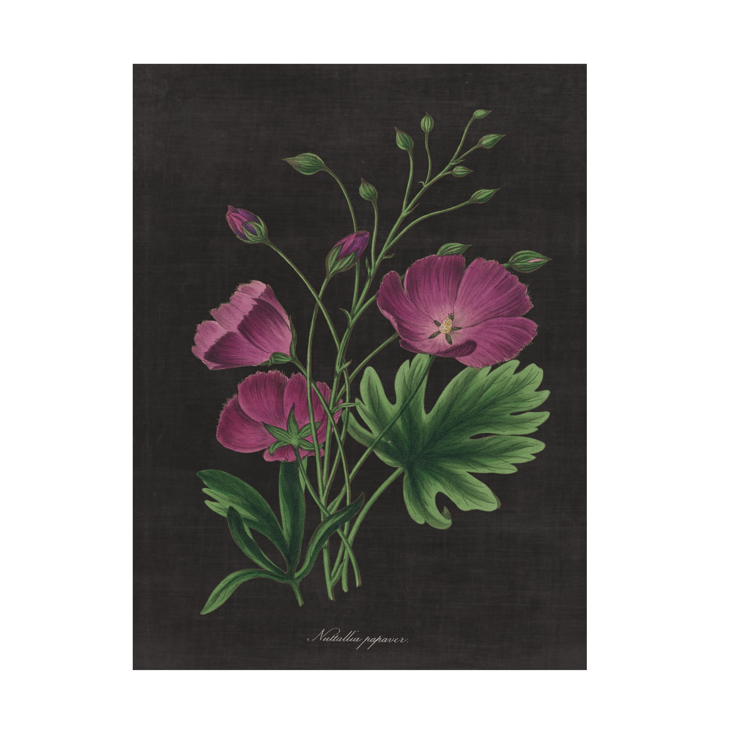 Veronique Charron 'Mexican Fiesta VIII' Canvas Art