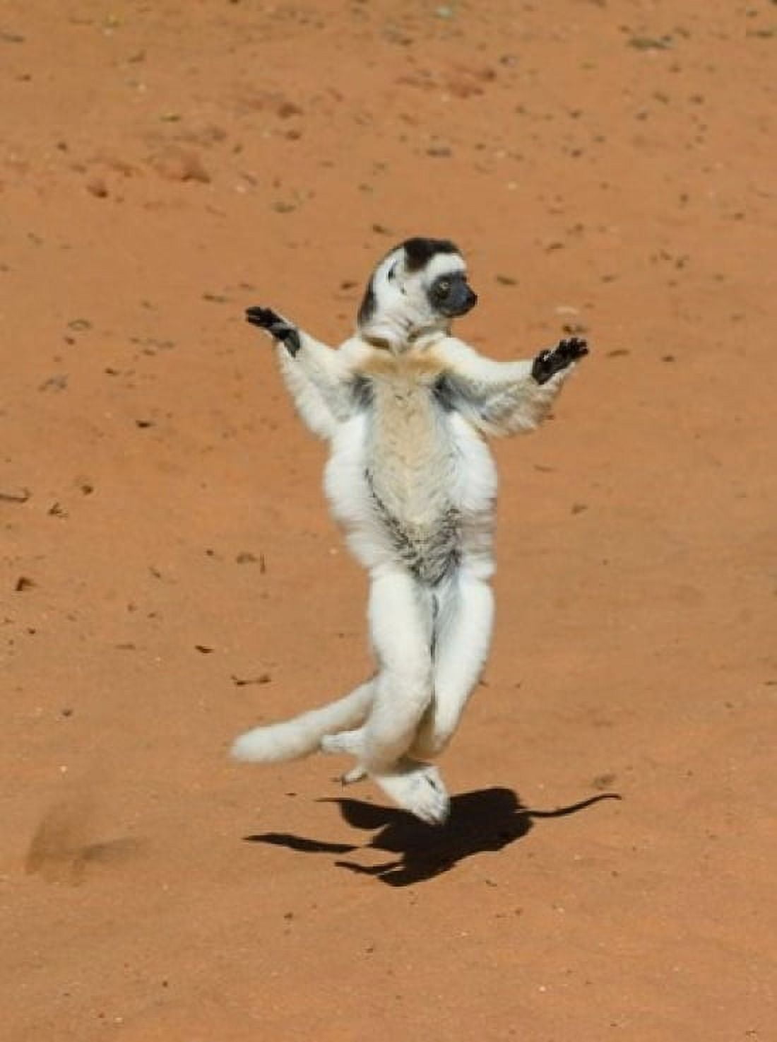 Verreauxs Sifaka primate Madagascar Canvas Art - Kevin Schafer DanitaDelimont (12 x 16)
