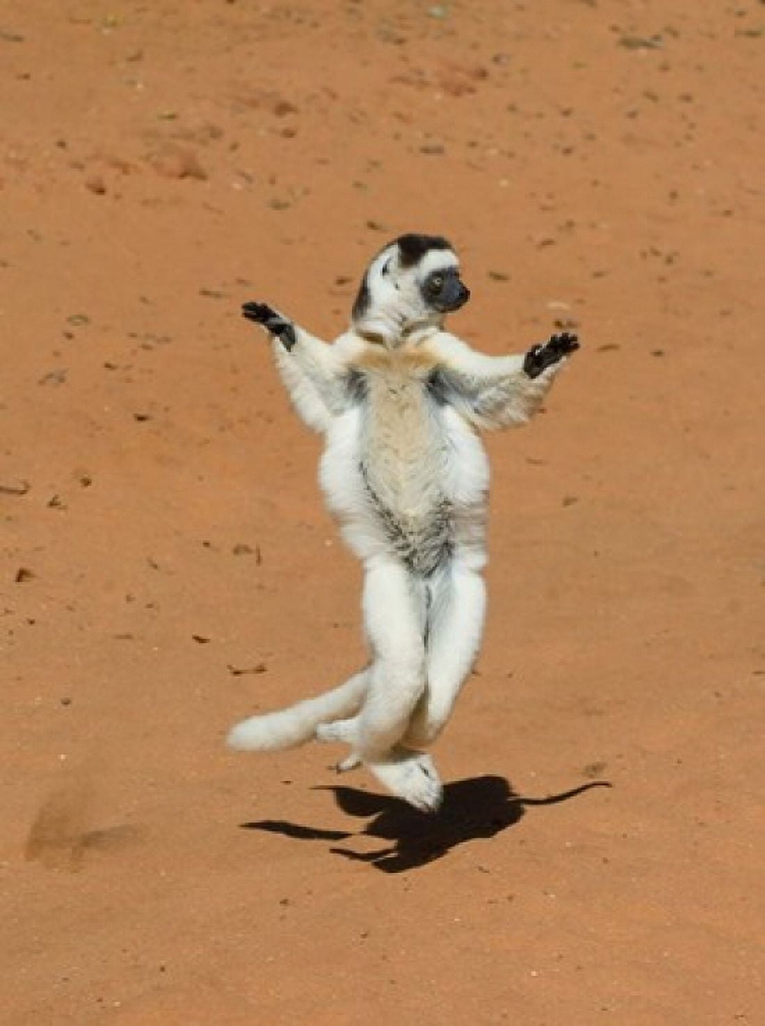 Verreauxs Sifaka primate Madagascar Canvas Art - Kevin Schafer DanitaDelimont (24 x 32)