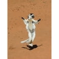 thumbnail image 1 of Verreauxs Sifaka, primate, Madagascar Poster Print by Kevin Schafer (12 x 16), 1 of 1