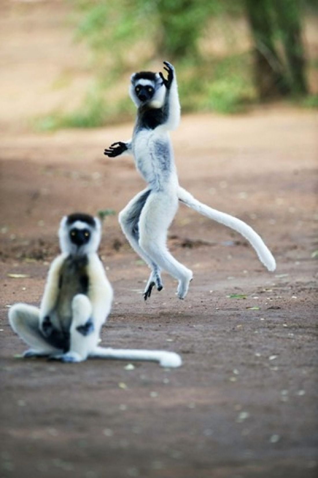 Verreauxs sifaka (Propithecus verreauxi) dancing in a field Berenty Madagascar Canvas Art - Panoramic Images (16 x 24)