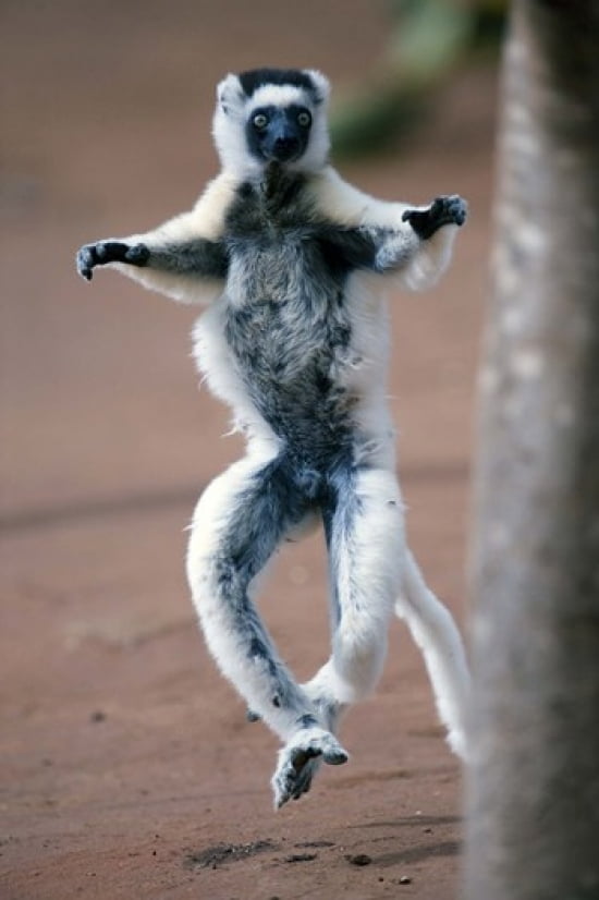 Verreauxs sifaka (Propithecus verreauxi) dancing in a field Berenty Madagascar Canvas Art - Panoramic Images (16 x 24)
