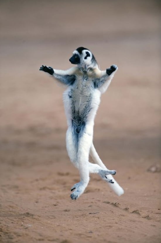 Verreauxs sifaka (Propithecus verreauxi) dancing in a field Berenty Madagascar Canvas Art - Panoramic Images (16 x 24)