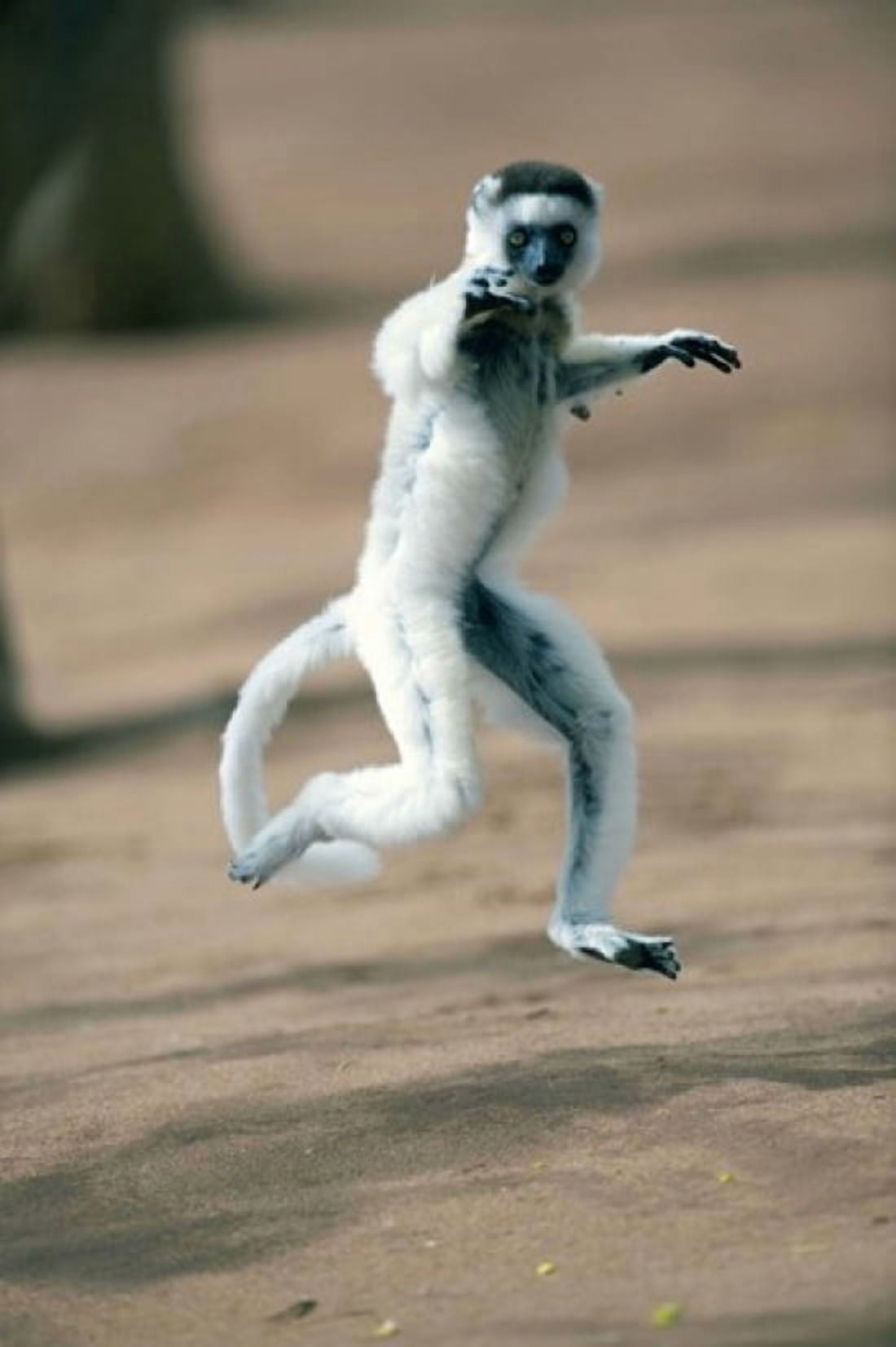 Verreauxs sifaka (Propithecus verreauxi) dancing in a field Berenty Madagascar Canvas Art - Panoramic Images (16 x 24)