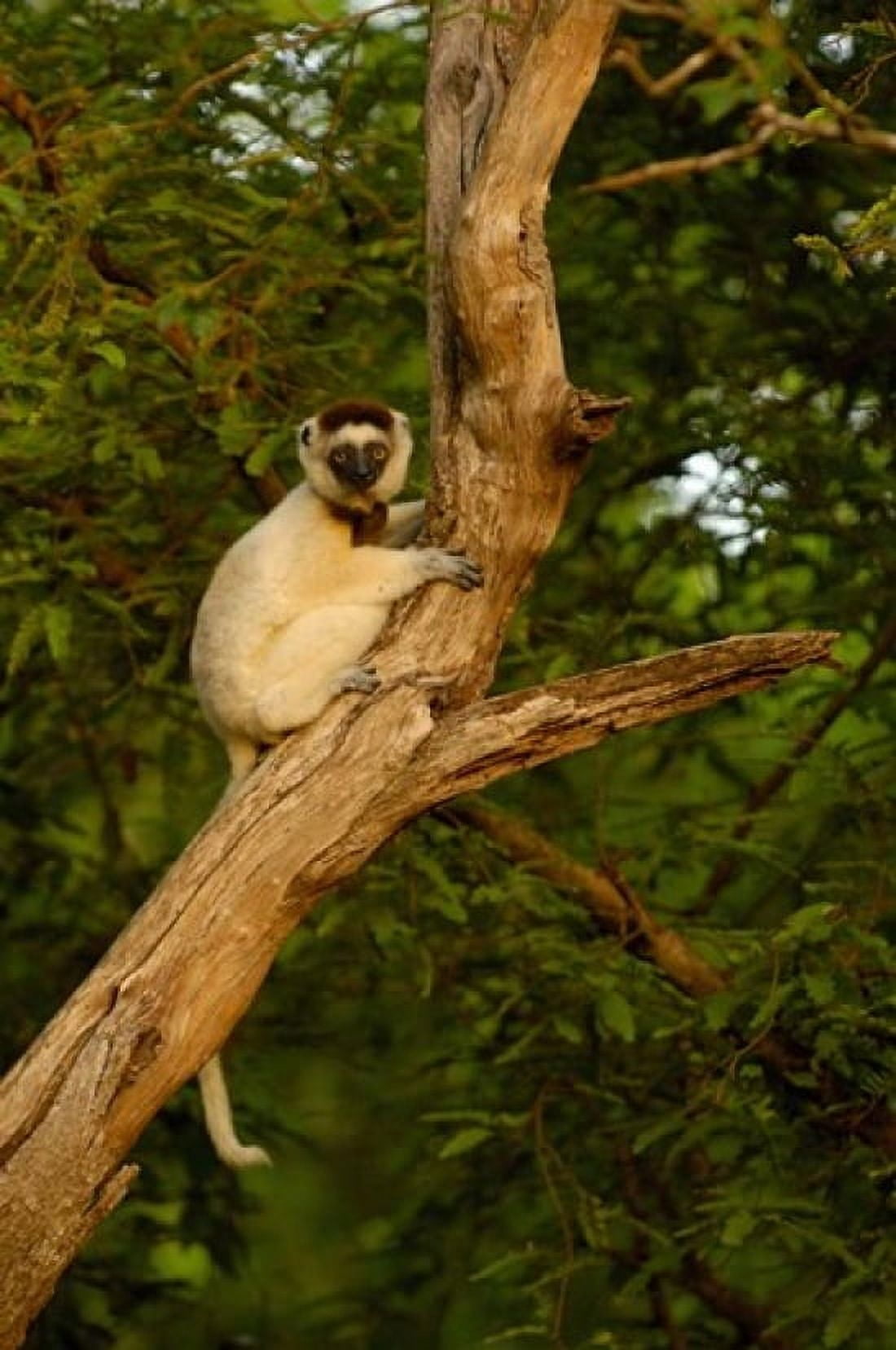 Verreauxs sifaka primate Berenty Reserve MADAGASCAR Canvas Art - Pete Oxford DanitaDelimont (25 x 38)