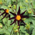 thumbnail image 1 of Verrone's Obsidian Mignon Dahlia - 1 Top Size Root Clump - NEW! - Vivid Orange, 1 of 1