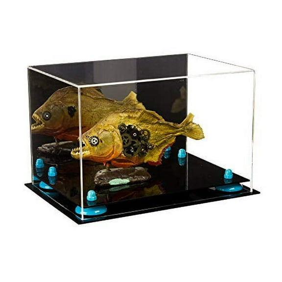 Versatile Deluxe Acrylic Display Case - Medium Rectangle Box with Blue Risers and Mirror 12" x 8.25" x 8" (A004-BLR)