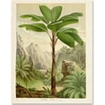 thumbnail image 1 of Verschaffeltia Splendida Palm Botanical Print - 11x14 Unframed Art Print - Great Wall Decor for Bathrooms and Bedrooms, 1 of 6