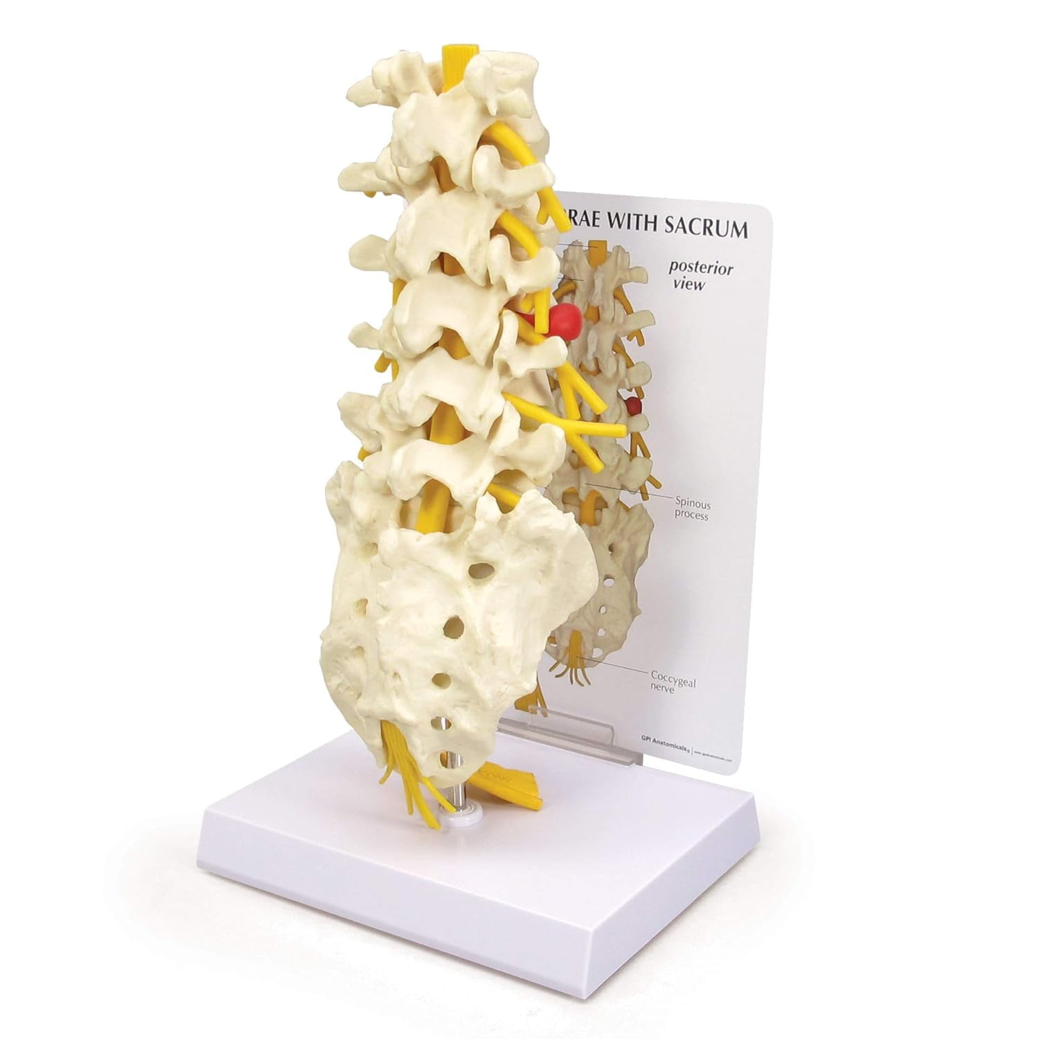 Vertebrae Model with Sacrum, Spine Model for Human Anatomy and