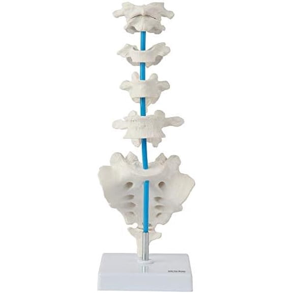 Vertebrae Set - Includes Cervical, Thoracic, and Lumbar Vertebrae with Sacrum and Coccyx, Spine Anatomy Model, Students Medical Professionals Professors Display, Human Spine Model