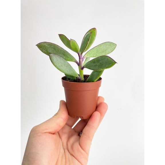Vertical Leaf Senecio Purple Succulent