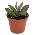 thumbnail image 1 of Vertical Leaf Succulent Plant - Senecio crassissimus -Easy House Plant- 2.5" Pot, 1 of 4
