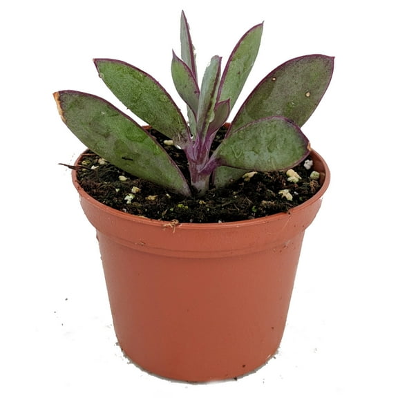 Vertical Leaf Succulent Plant - Senecio crassissimus -Easy House Plant- 2.5" Pot