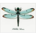 thumbnail image 1 of Vervaco Counted Cross Stitch Kit 10.75"X7.5"-Dragonfly On Aida (18 Count), 1 of 3