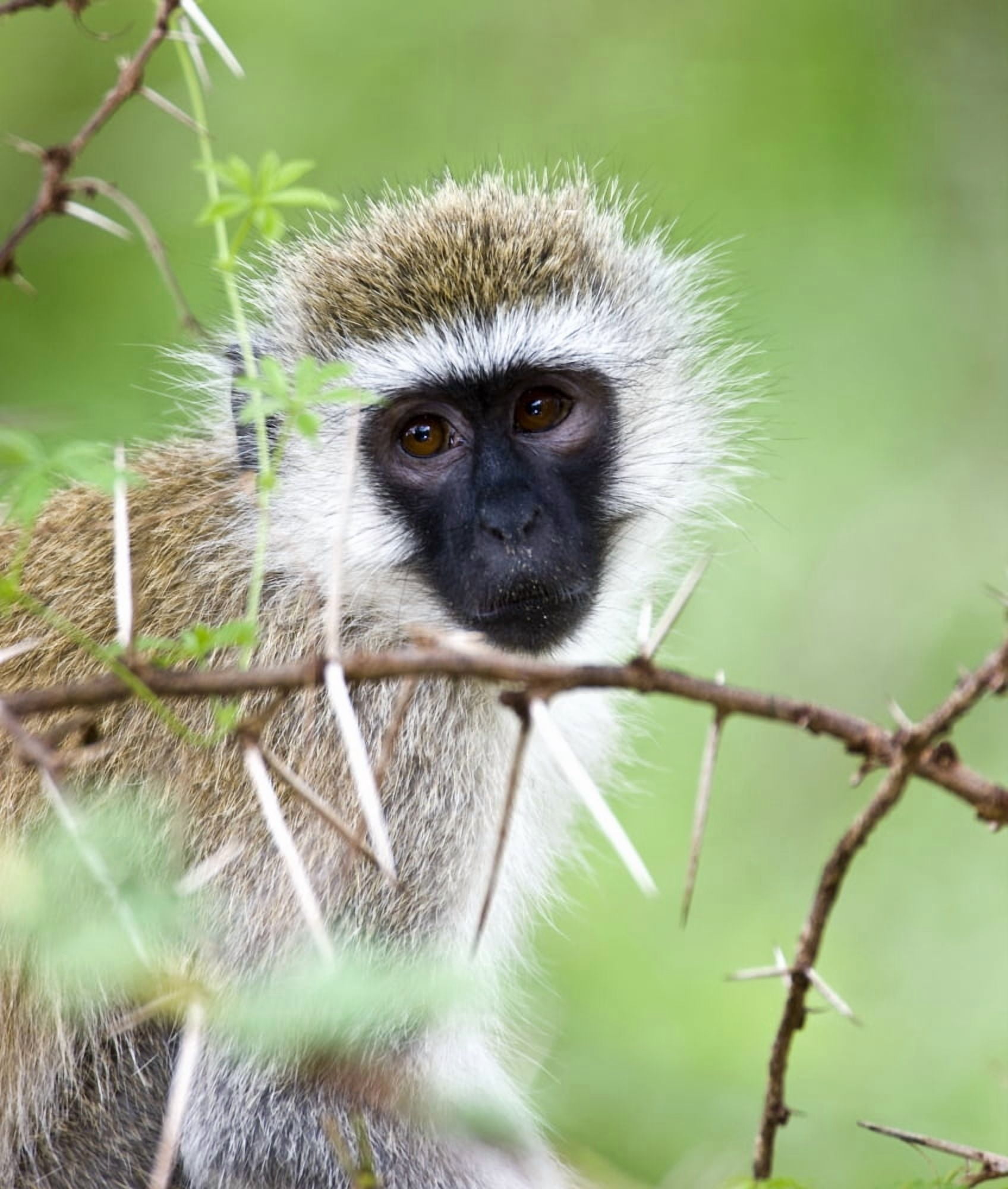 Vervet Monkey (Chlorocebus Pygerythrus) Canvas Art - Carson Ganci Design Pics (28 x 32)