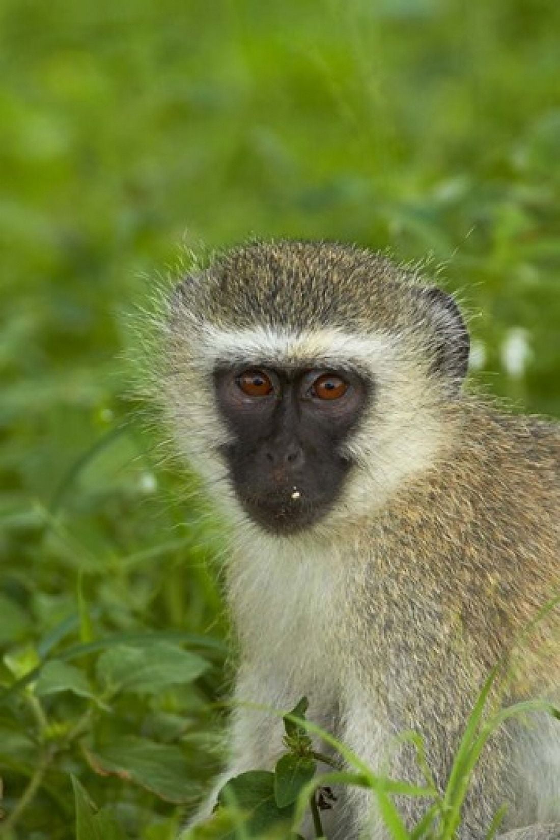 Vervet Monkey Chlorocebus pygerythrus Kruger NP South Africa Canvas Art - David Wall DanitaDelimont (24 x 35)