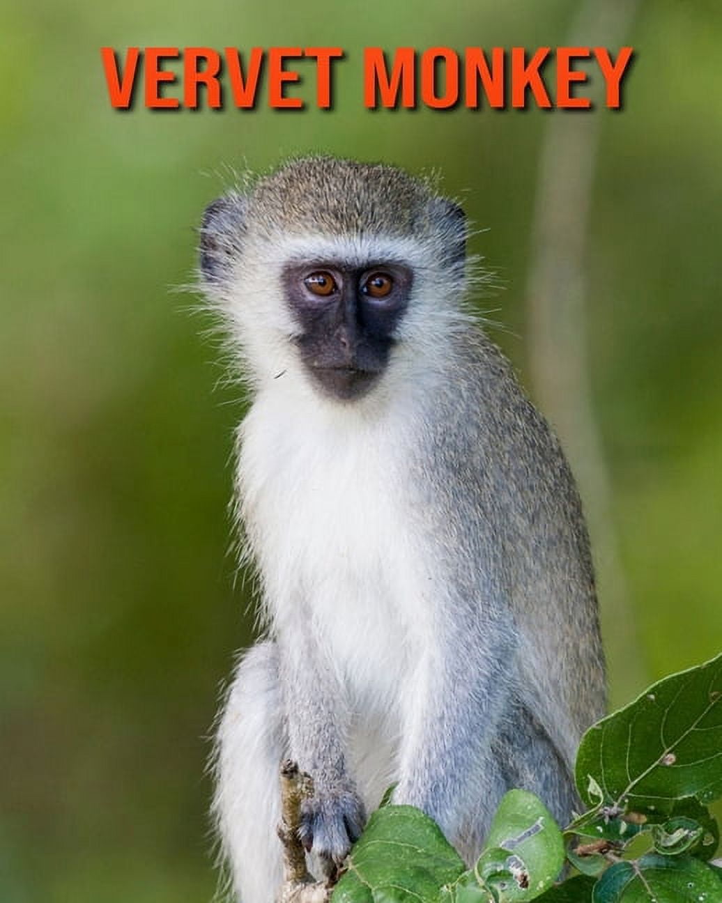 The Vervet Monkey