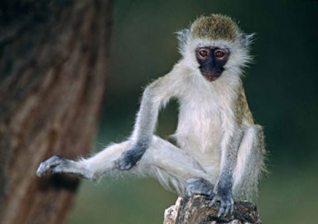 Vervet Monkey Kenya Africa Canvas Art - Panoramic Images (16 x 12)