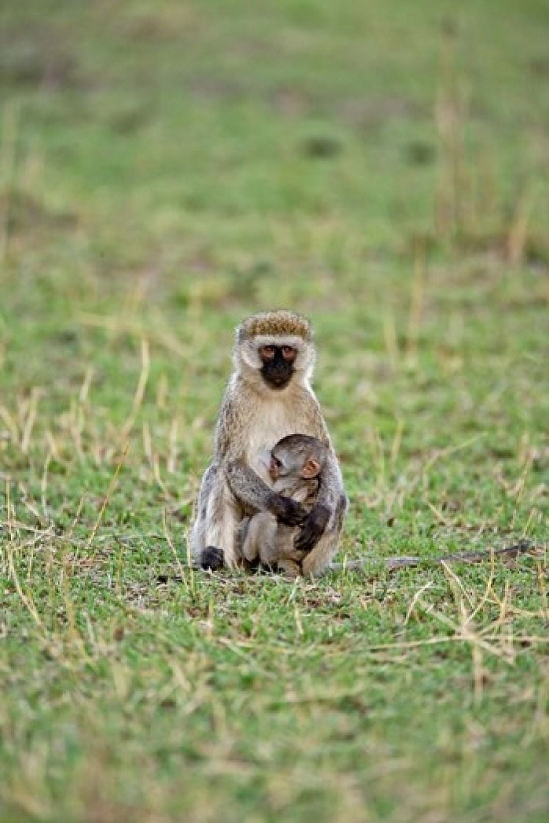 Vervet monkey Serengeti National Park Tanzania Canvas Art - Adam Jones DanitaDelimont (11 x 17)