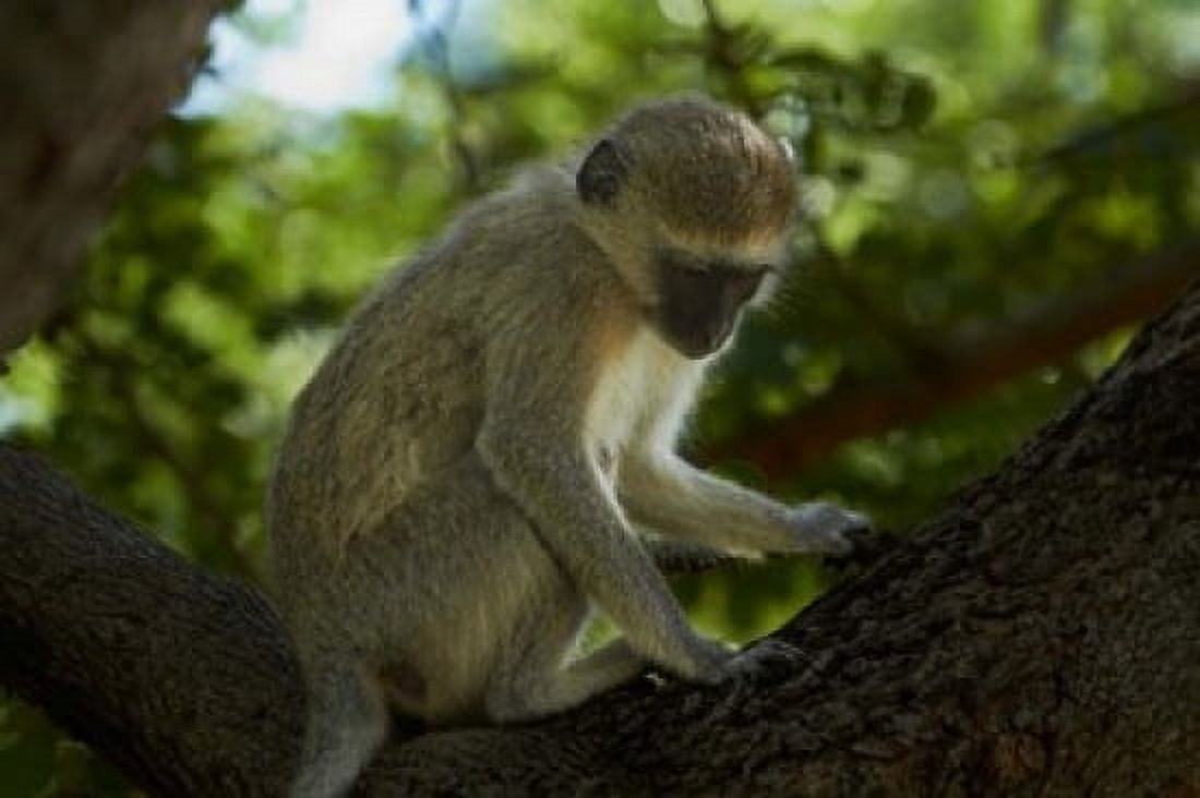 Vervet monkey Victoria Falls Zimbabwe Africa Canvas Art - David Wall DanitaDelimont (24 x 15)