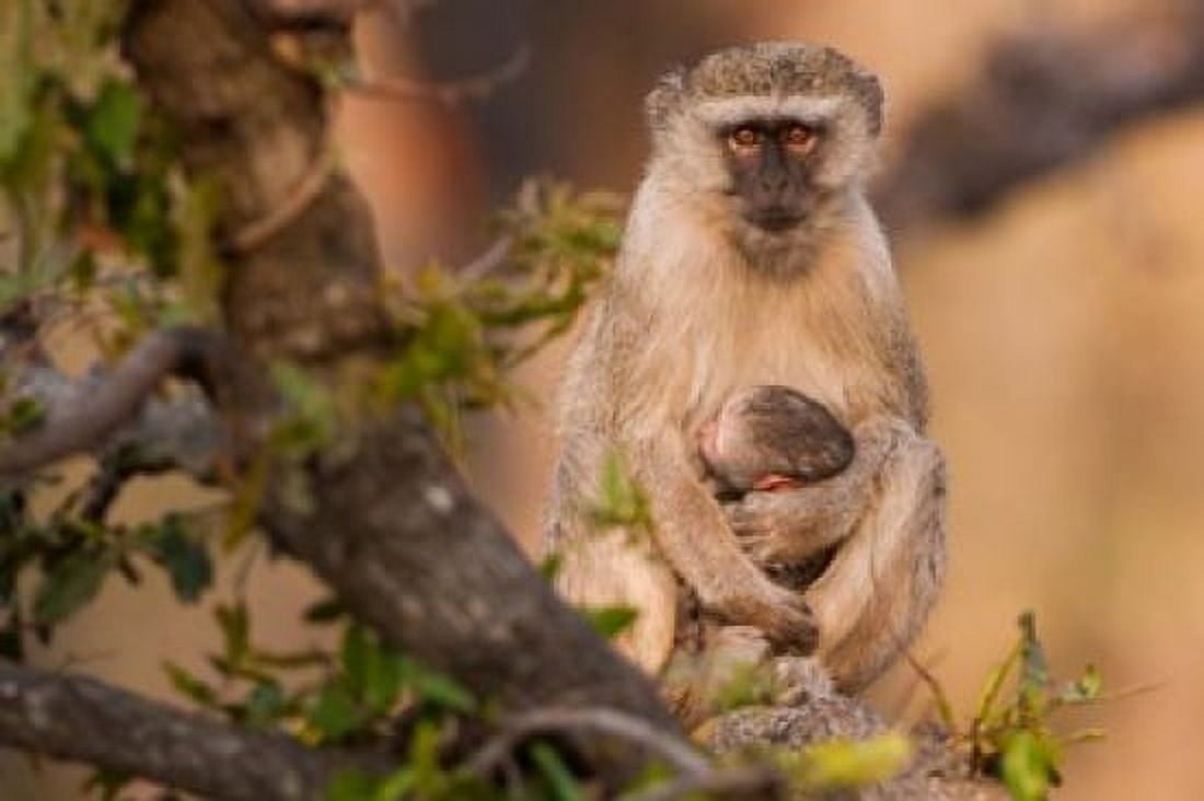Vervet monkey and infant Okavango Delta Botswana Canvas Art - Art Wolfe DanitaDelimont (35 x 24)