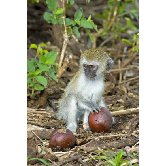 Vervet monkey holding a seed pod Tarangire National Park Arusha Region Tanzania (Chlorocebus pygerythrus) Canvas Art - Panoramic Images (17 x 24)