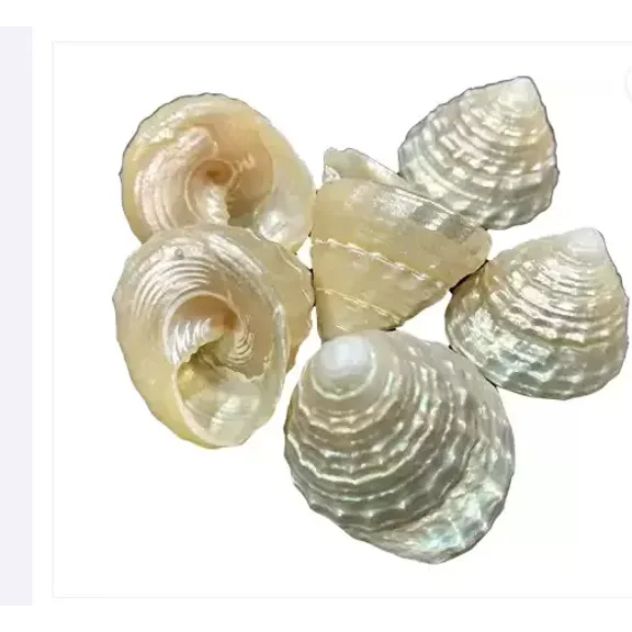 Very Rare 2 Moti Shankh Natural Sea Shell Pearl CONCH for MONEY ;Wealth Success ; Luck