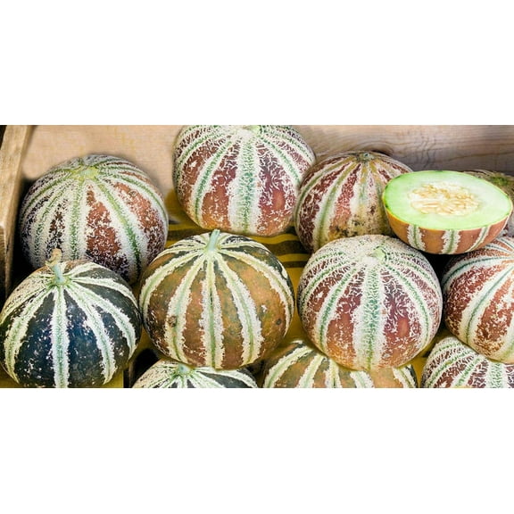 Very Rare Kajari Melon Heirloom Seeds Non GMO Long Shelf Life Good Producer jocad (5 Seeds)