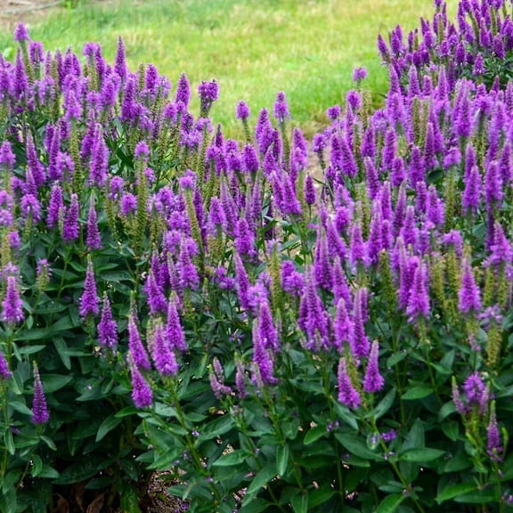 Very Van Gogh Veronica Flower Root - Attracts Butterflies and Hummingbirds - Deer Resistant - Good as Cut Flowers - Perennializing